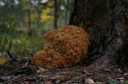 fot. Michał Zaborski